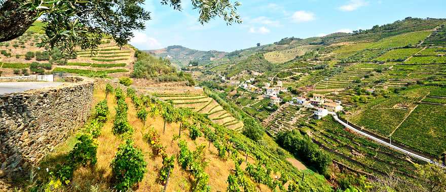 Vineyards of the Douro Valley in Portugal