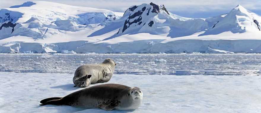 Crabeater seals on ice floe in the Antarctica Crabeater seals on ice floe in the Antarctica