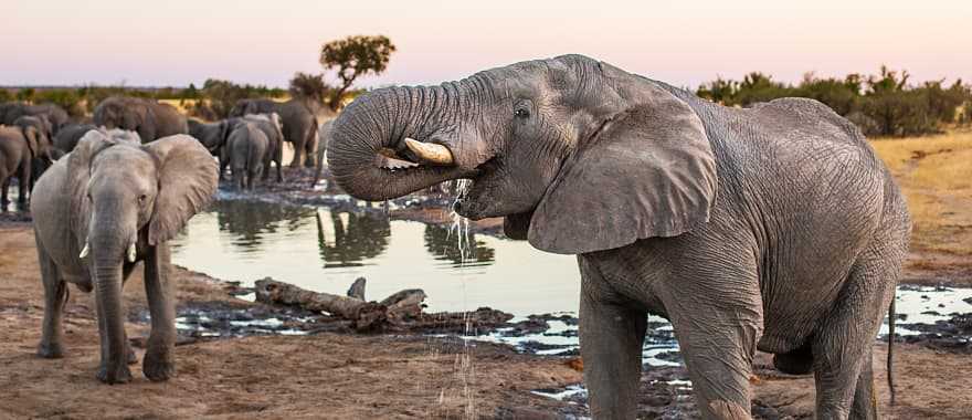 Elephant herd in Hwange National Park, Zimbabwe