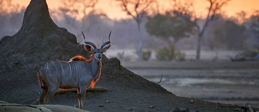 Greater Kudu in Mana Pools National Park in Zimbabwe Greater Kudu in Mana Pools National Park in Zimbabwe