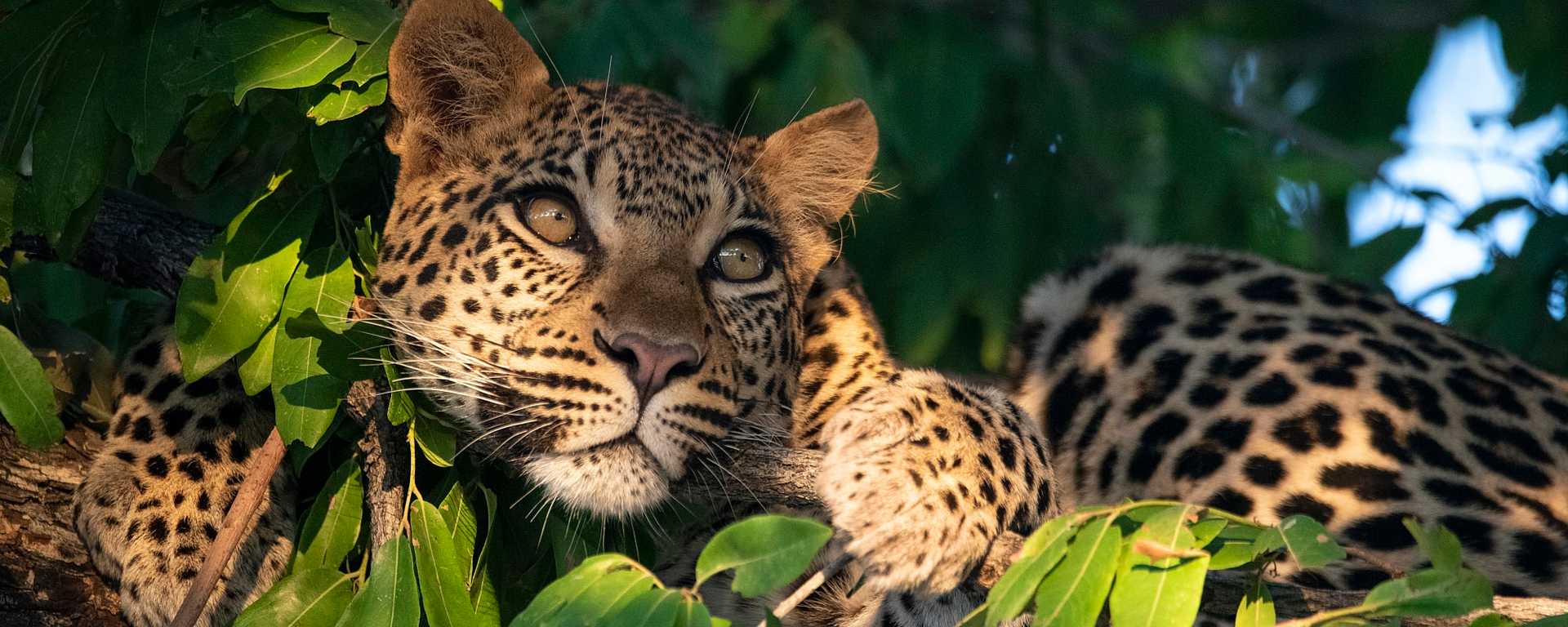 Leopard in a tree at Mombo Camp in the Okavango Delta, Bostwana