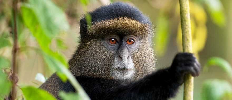 Golden monkey in the forest, Rwanda