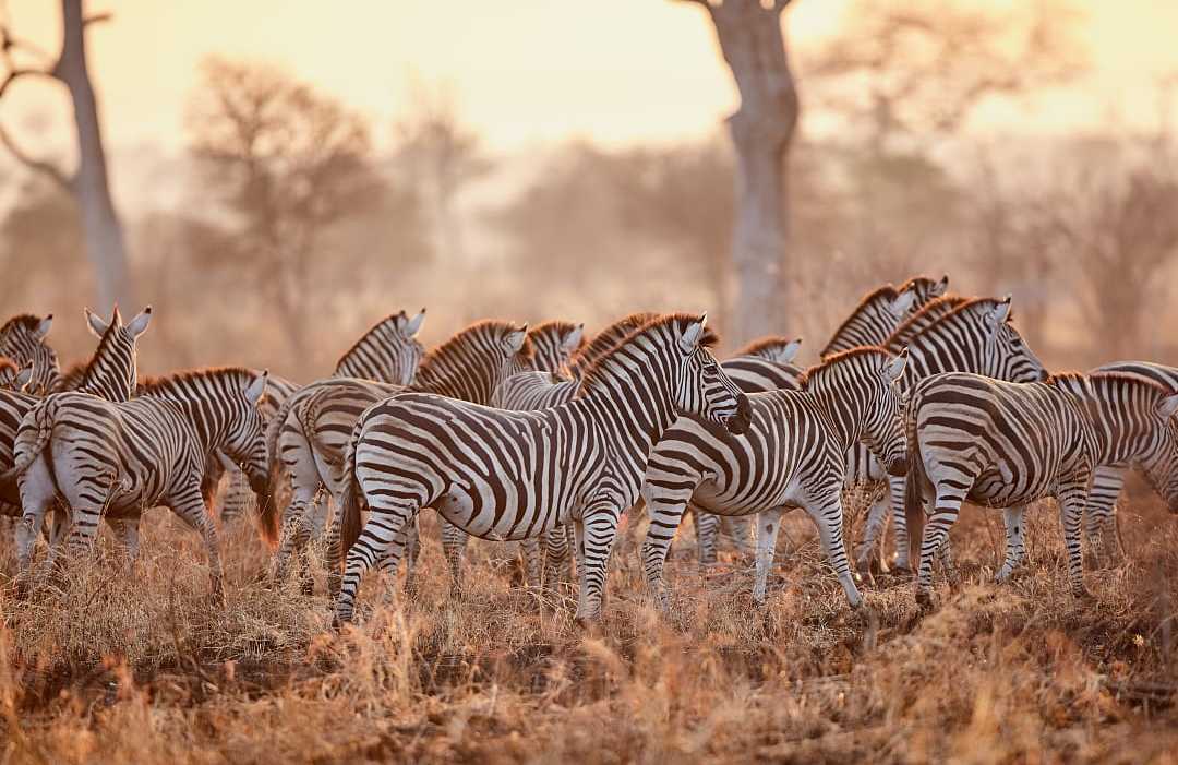 Burchell's zebras in Kruger National Park.