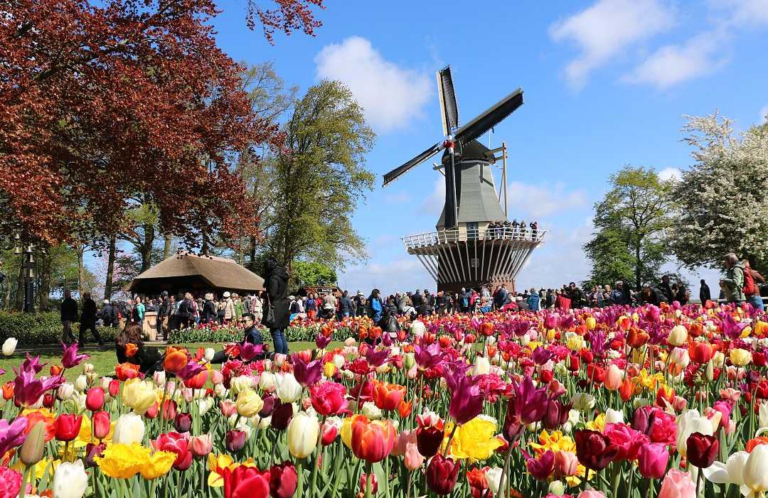 Colorful tulip garden at Tulip Festival Amsterdam with a windmill and visitors on a bright spring day