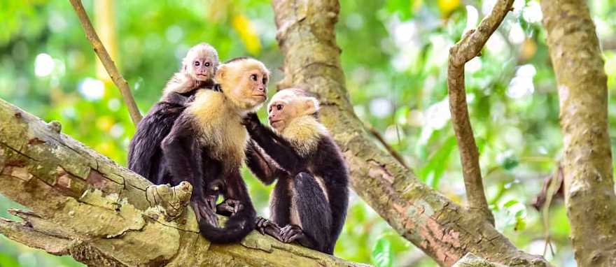 Family of capuchin monkeys in a tree