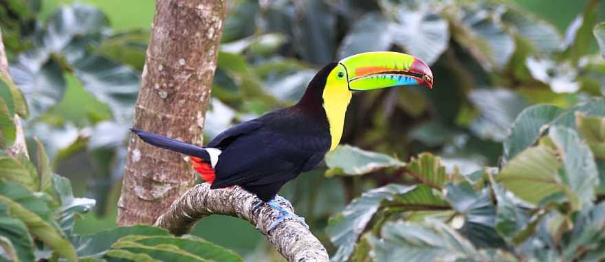A Keel billed toucan in Costa Rica rainforest A Keel billed toucan in Costa Rica rainforest