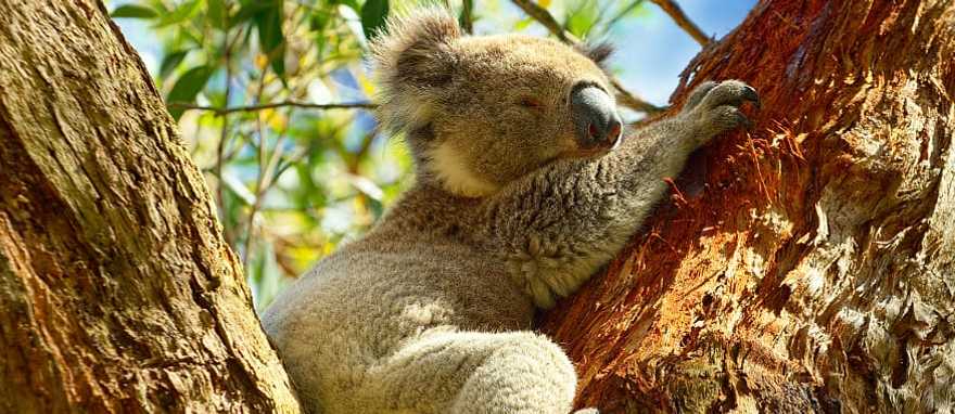 Koalas are one of the main attractions in Australia