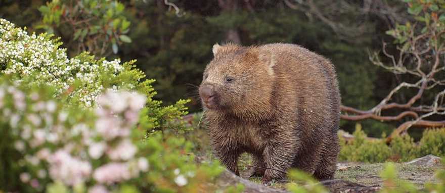 Wombat walking thru the brush in Tasmania