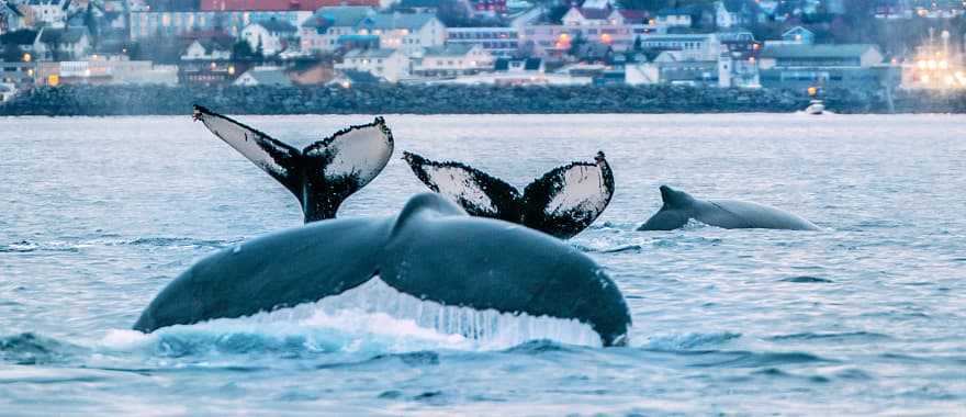 Whales watching in Norway