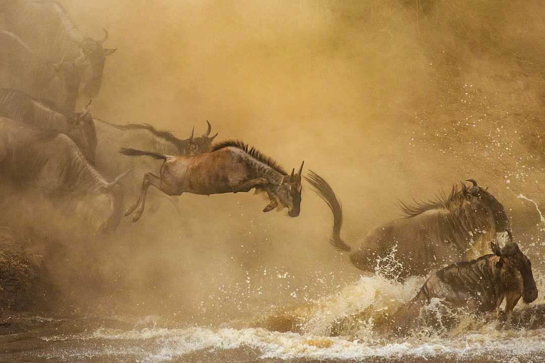 Wildebeests crossing the Mara river