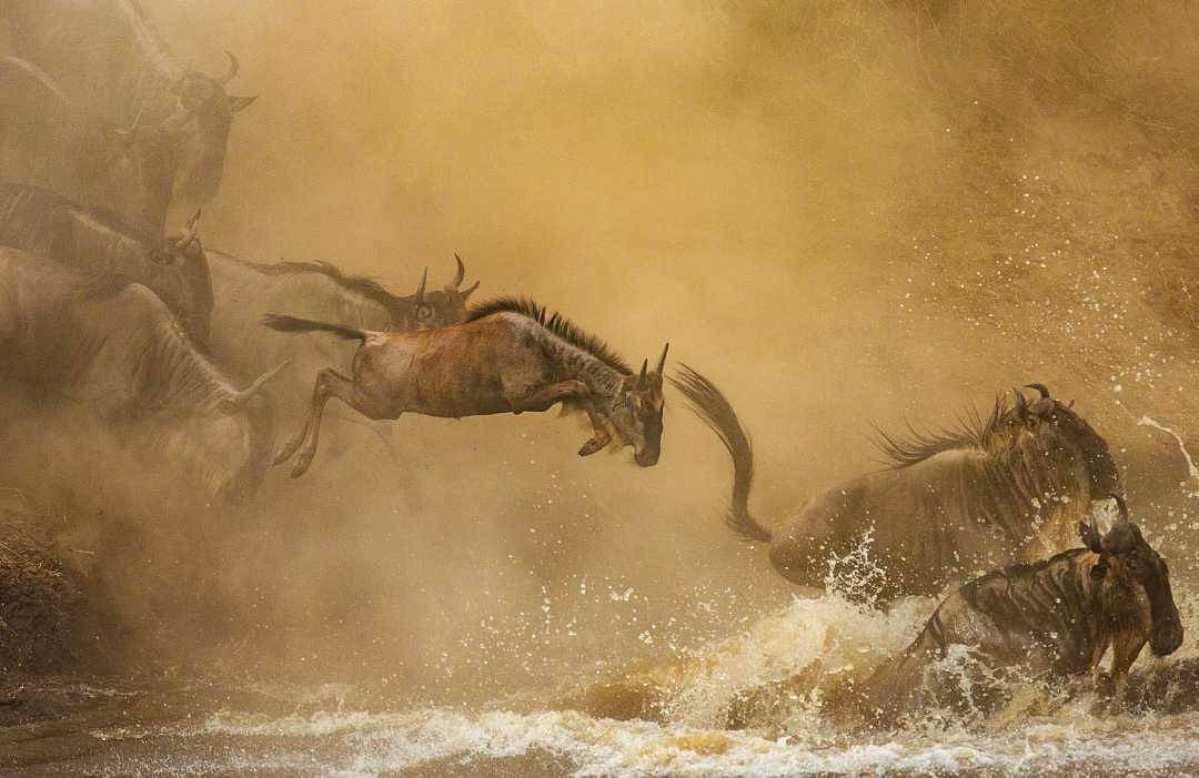 Wildebeests crossing the Mara river