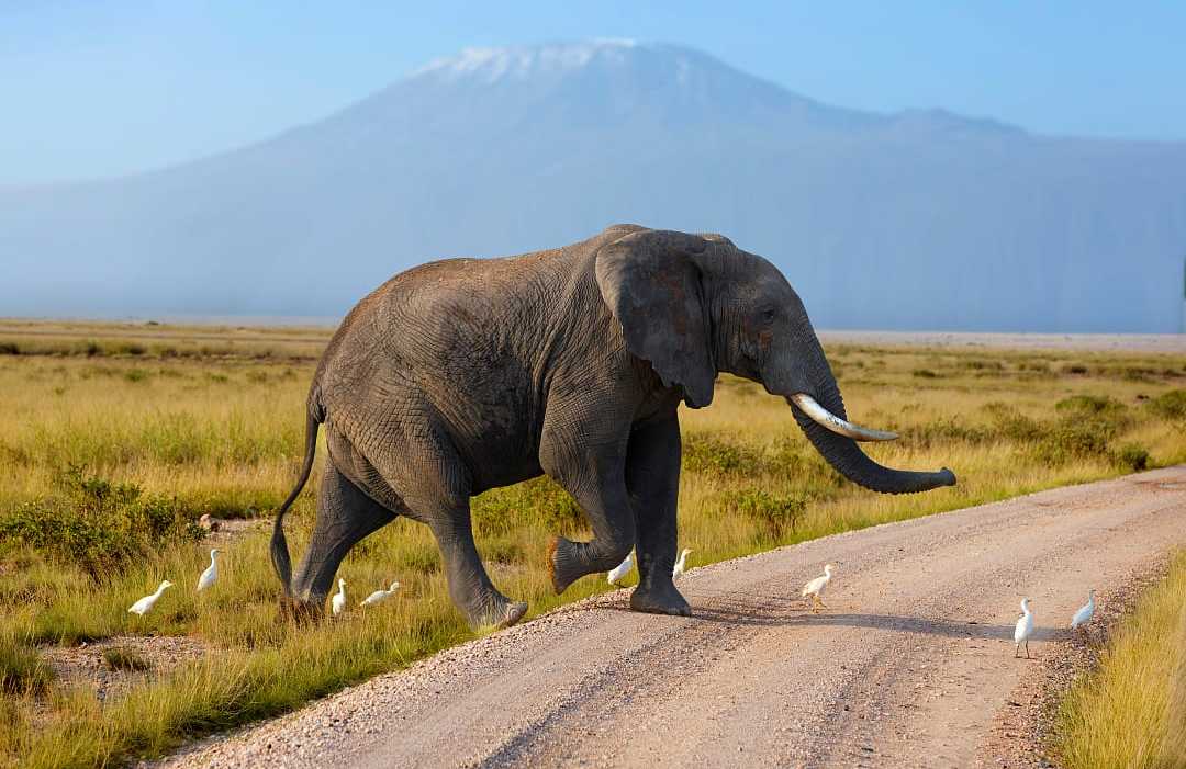 Elephant in Amboseli National Park with Mount of Kilimanjaro in the background, Kenya