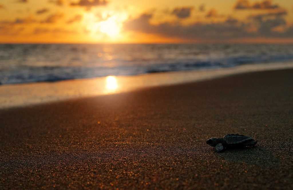 Newly hatched sea turtle on the beach in Corcovado National Park
