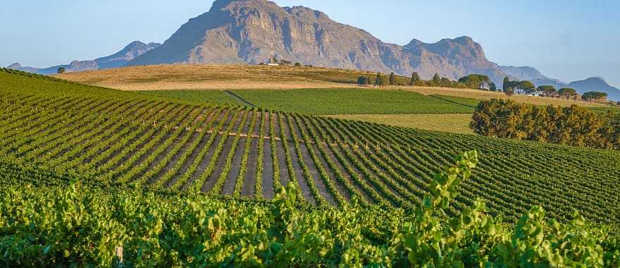 Vineyard in Stellenbosch, South Africa