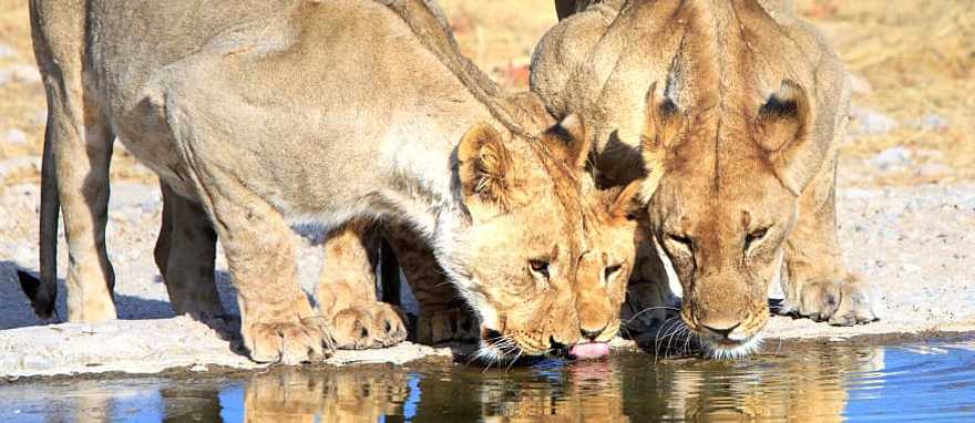 Highlights of Namibia Luxury Fly-In Safari Highlights of Namibia Luxury Fly-In Safari