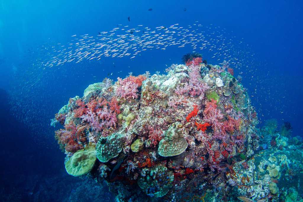 Colorful coral and fish in the Great Barrier Reef, Australia