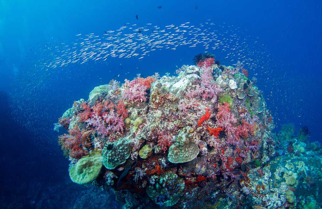 Colorful coral and fish in the Great Barrier Reef, Australia