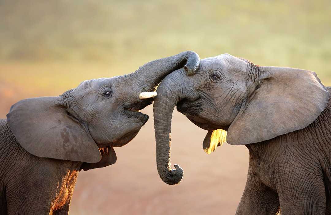 Addo Elephant Park elephant calves playing