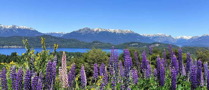 Guanacos at Torres del Paine, Chile