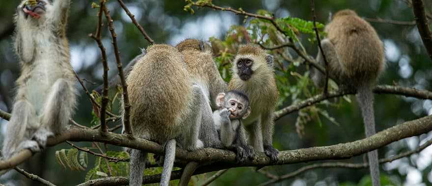 Nyungwe Forest National Park in Rwanda