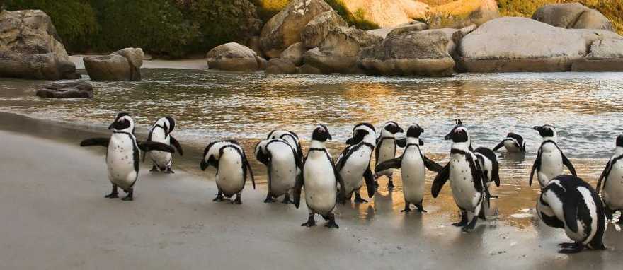 Boulders Beach in Cape Town, South Africa African penguins colony in Cape Town, South Africa