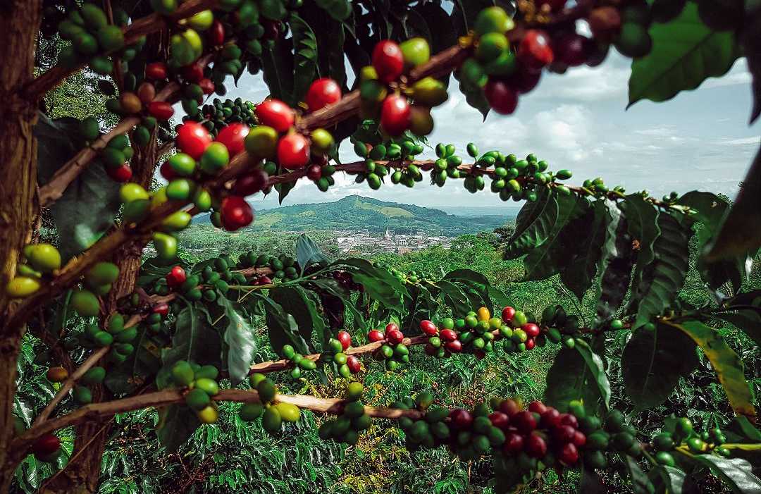Coffee farm in Colombia
