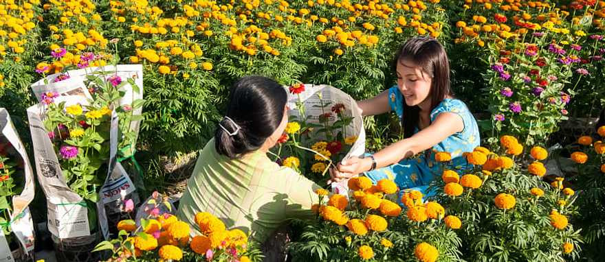 Farmers harvesting flowers in Vietnam Farmers harvesting flowers in Vietnam