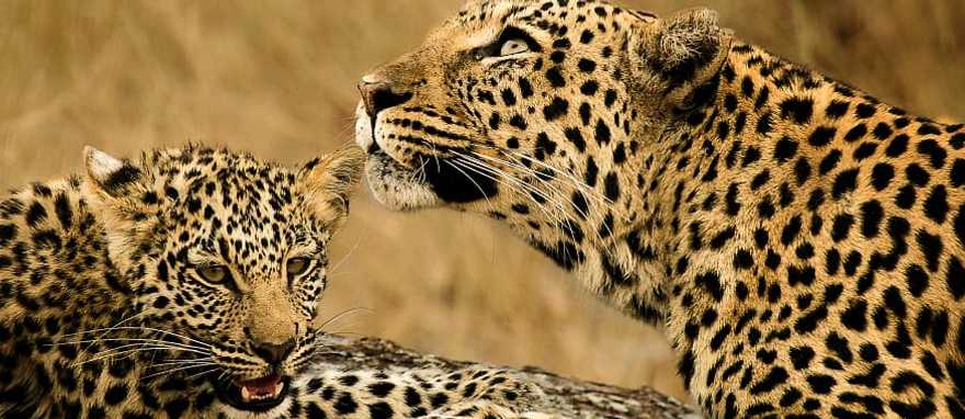 Female leopard lying next to her leopard cub, Kenya