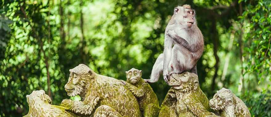Long tailed macaque in bright green Ubud Monkey Forest Long tailed macaque in bright green Ubud Monkey Forest