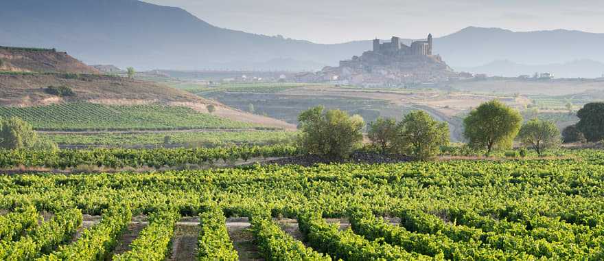 Vineyard in La Rioja, Spain