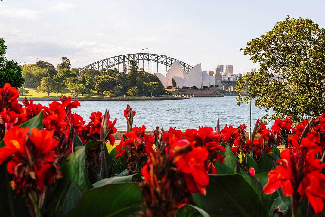 Flowers blooming, with the Sydney Opera House in the background.