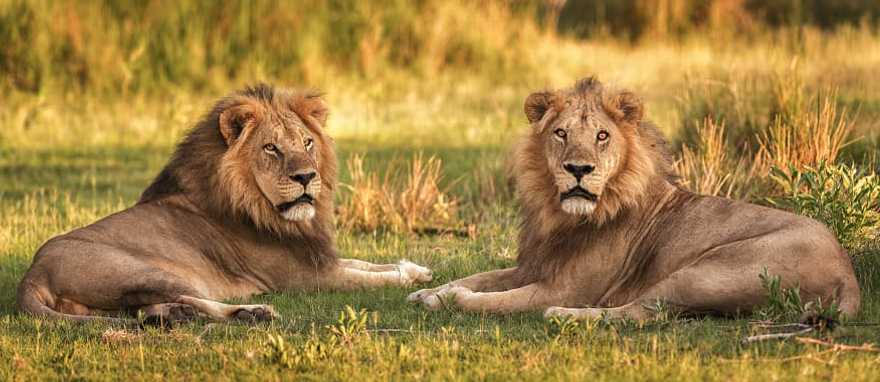 Lions at Moremi Game Reserve, Botswana