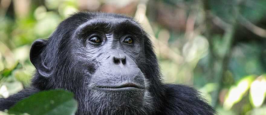 Chimpanzee in Kibale National Park, Uganda