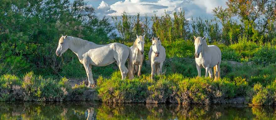 White Camargue horses in Camargue nature reserve, France