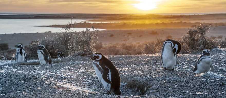 Los Glaciares in the Argentinian Patagonia Los Glaciares in the Argentinian Patagonia