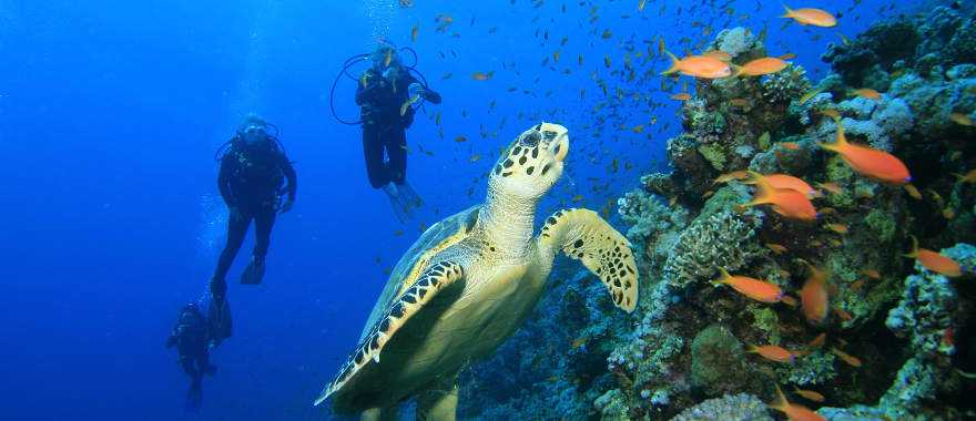 Scuba diving in Dahab, Egypt