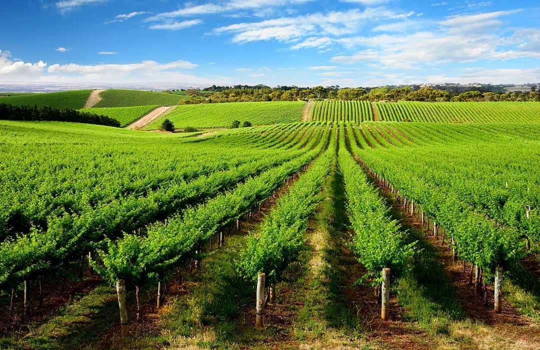 Vineyard in One Tree Hill, South Australia.