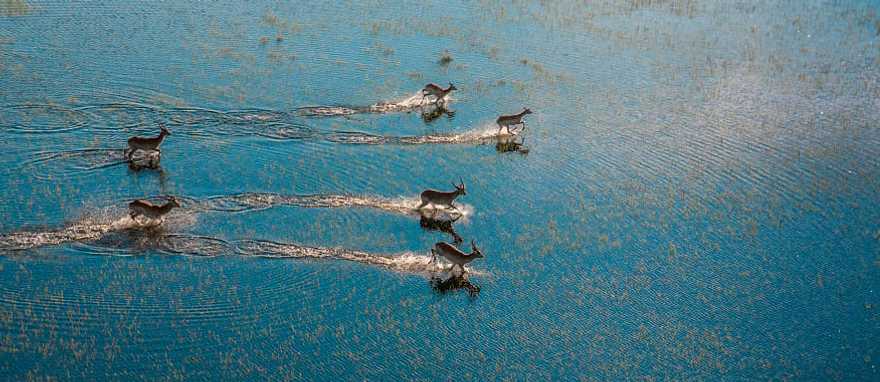 Antelopes running on the Okavango Delta river