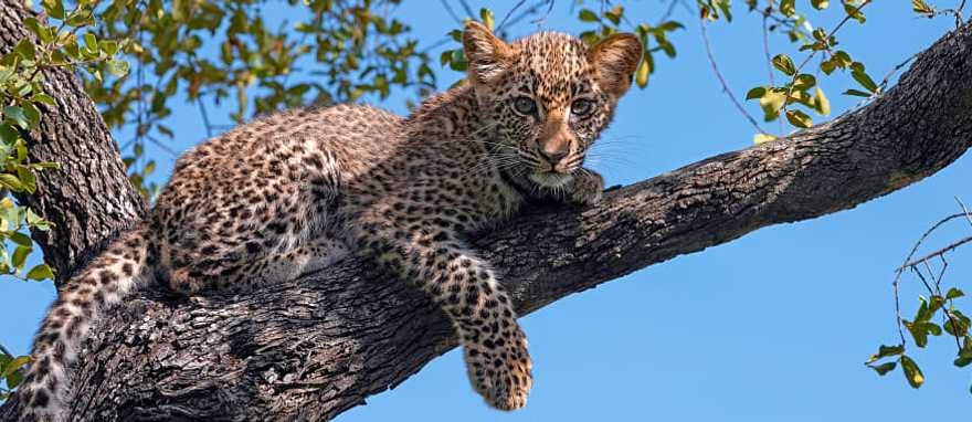 Leopard cub in MalaMala Game Reserve, Sabi Sands, South Africa