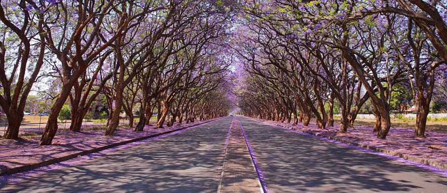 Jacaranda trees lining the street in Harare, Zimbabwe