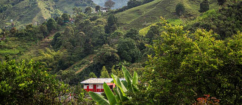 Coffee culture landscape in Colomba
