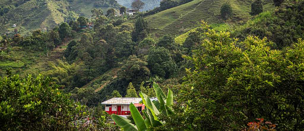 Coffee culture landscape in Colomba