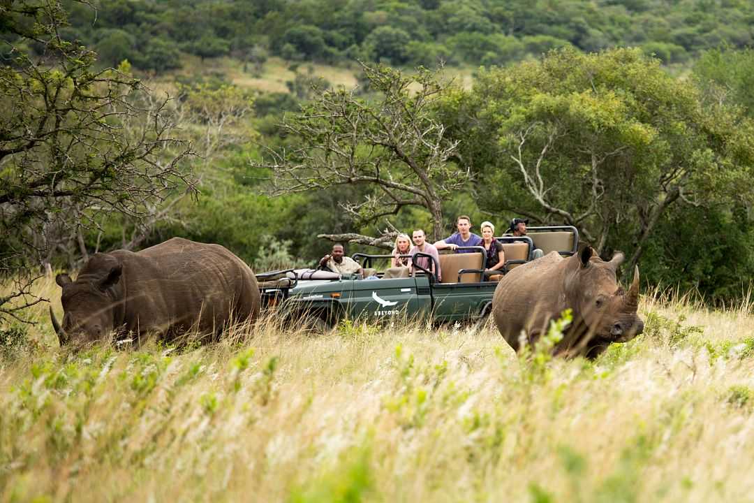 Group of travelers observing two rhinos from a jeep while on african safari game drive in South Africa