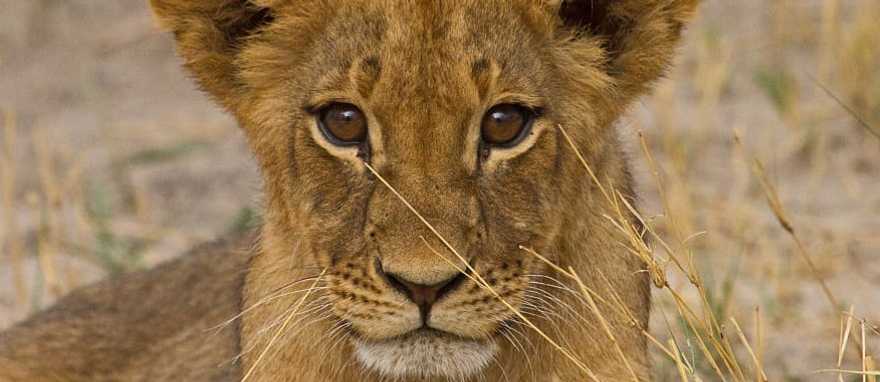 Lion cub in the African savanna Lion cub in the African savanna