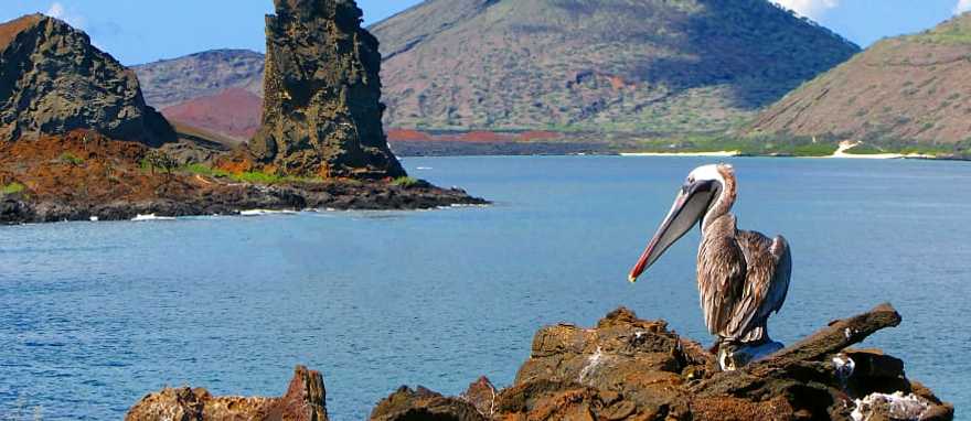 Bartolome Island, Galapagos Brown pelican with Pinnacle rock on Bartolome Island in the back