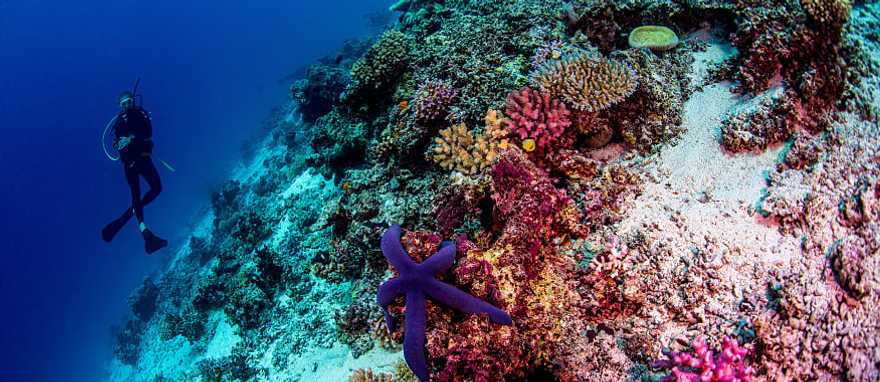 Scuba diver in Fiji Scuba diver in Fiji