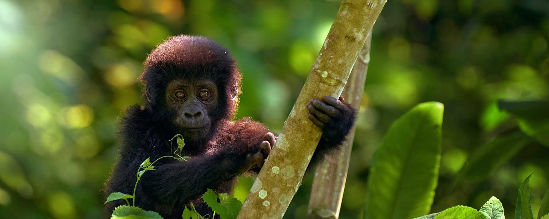 Baby gorilla in Bwindi Impenetrable Forest, Uganda