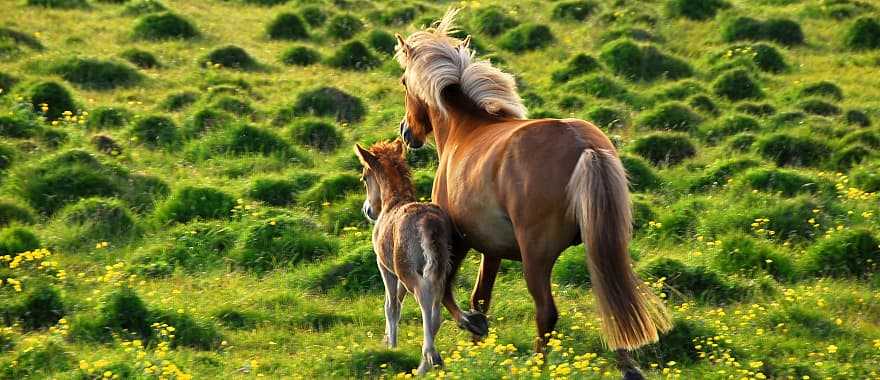 Icelandic horses