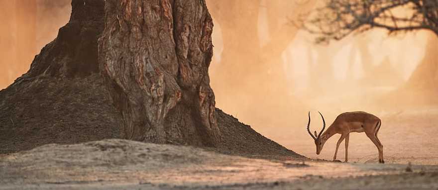 Impala antelope in Mana Pools National Pa, Zimbabwe