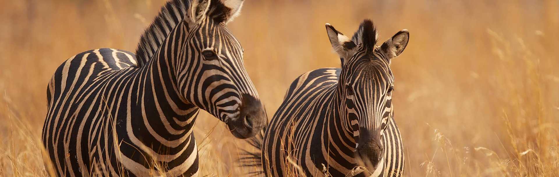 Two zebras in long grass in Masai Mara, Kenya